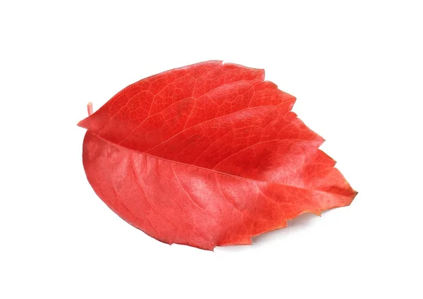 Hoja de otoño sobre fondo blanco — Foto de Stock