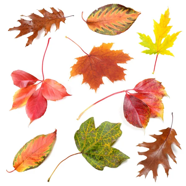 Collection of fallen leaves on white background — Stock Photo, Image