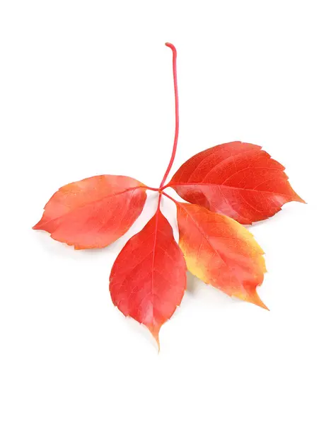 Hoja de otoño sobre fondo blanco — Foto de Stock