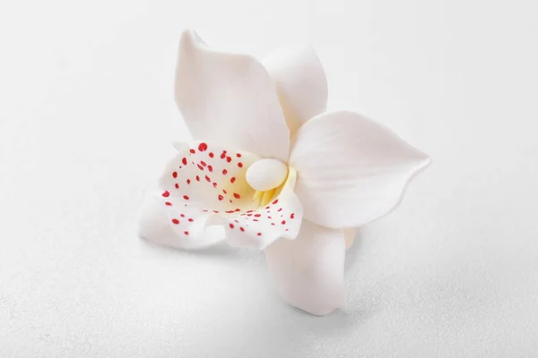 아름 다운 섬세 한 꽃 — 스톡 사진