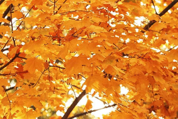 Ramos de árvore com folhas amarelas no dia de outono — Fotografia de Stock