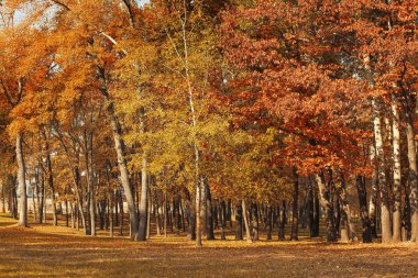 güzel sonbahar park