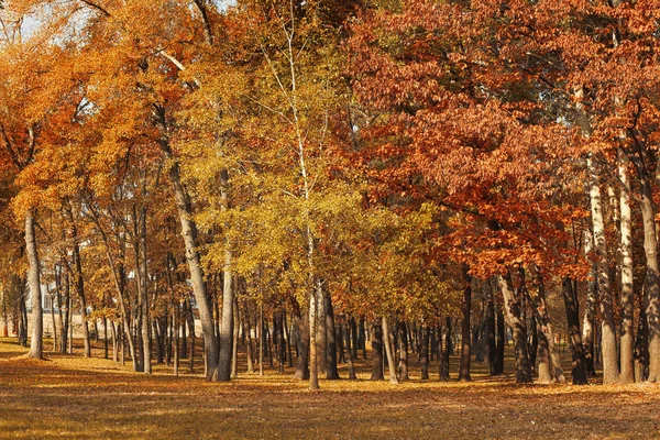 Güzel sonbahar park — Stok fotoğraf