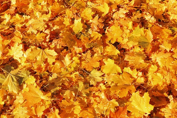 Падшие листья на земле в осеннем парке — стоковое фото