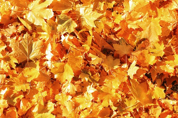 Feuilles tombées au sol dans le parc d'automne — Photo