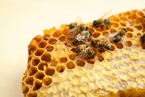 Favo de mel com abelhas no fundo claro — Fotografia de Stock