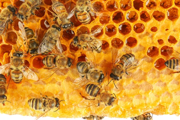 Abejas en panal, de cerca — Foto de Stock