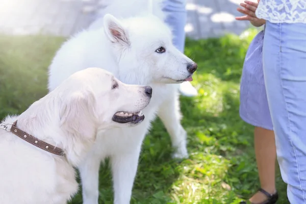 Entzückende Hunde mit Menschen im Freien — Stockfoto