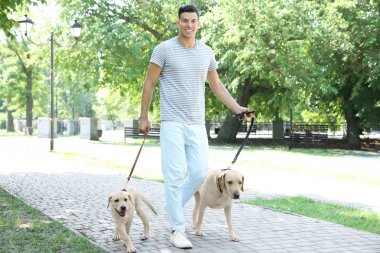 Sarı Retriever parkta yürüyen genç adam