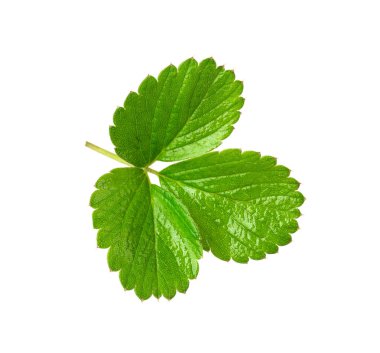 çilek yaprak yeşil