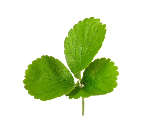 Hoja de fresa verde — Foto de Stock