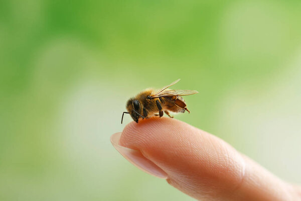 honeybee sitting on finger