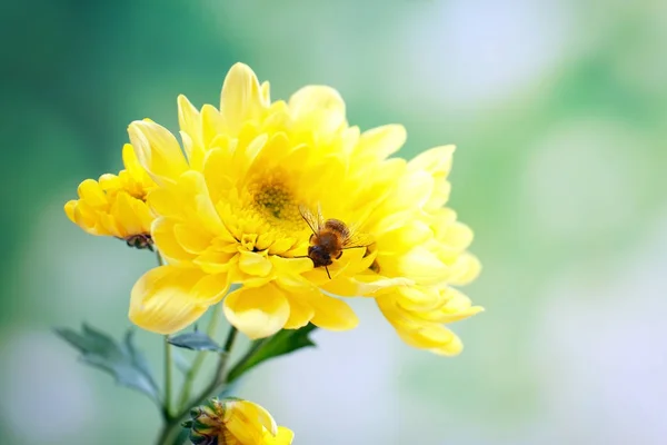 Honigbienen sammeln Nektar — Stockfoto