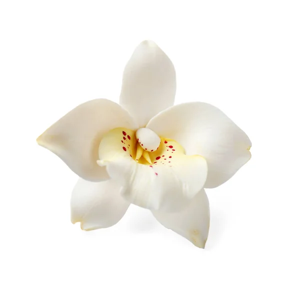 Egzotyczny kwiat wanilii — Zdjęcie stockowe