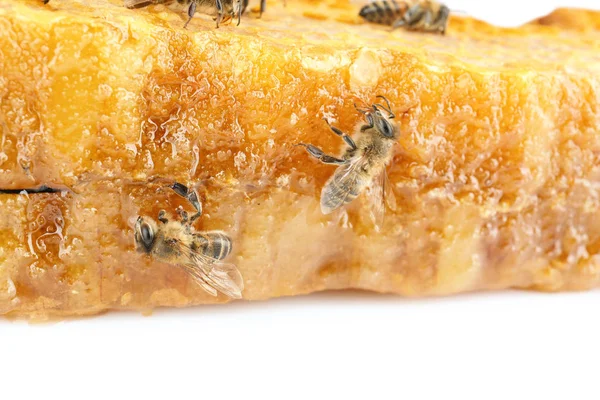 Соты с пчелами на белом фоне — стоковое фото
