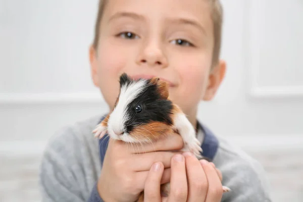 Ładny chłopak z guiney świnia — Zdjęcie stockowe