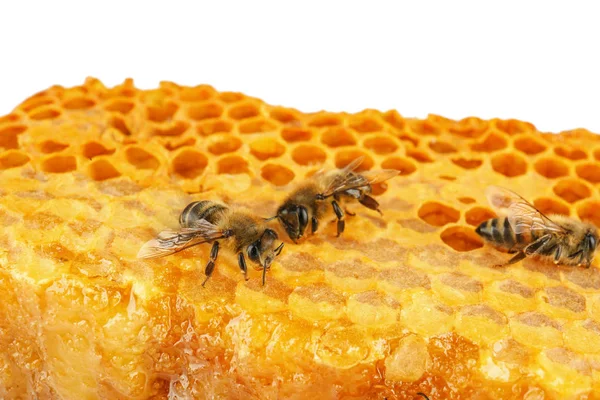 Včely na voštinách, zblízka — Stock fotografie
