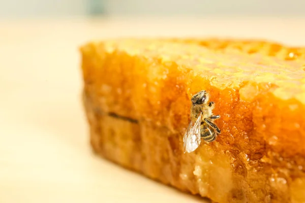 ハニカム、蜂をクローズ アップ — ストック写真