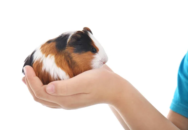 Kind bedrijf cavia — Stockfoto