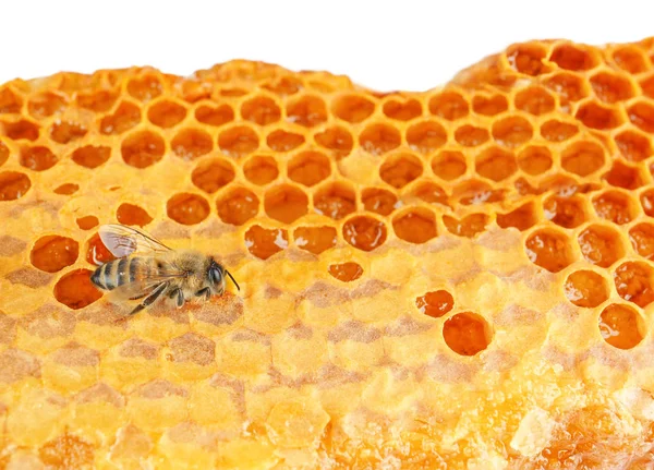 Пчела на сотах, крупным планом — стоковое фото