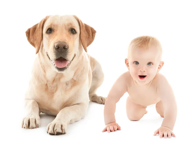 Bebê com cão bonito no fundo branco — Fotografia de Stock