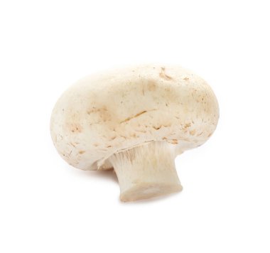 taze champignon mantar  