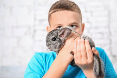 Sevimli çocuk komik chinchilla, kapalı ile