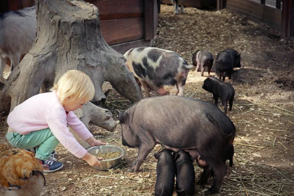Menina Bonito Alimentando Porcos Engraçados Zoológico Estimação — Fotografia de Stock