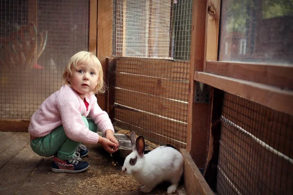 Cute Little Girl Feeding Funny Rabbit Petting Zoo — Stock Photo, Image