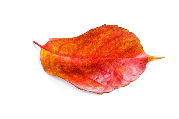 Яркий осенний лист — стоковое фото