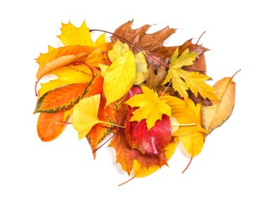 Renkli sonbahar yaprakları 