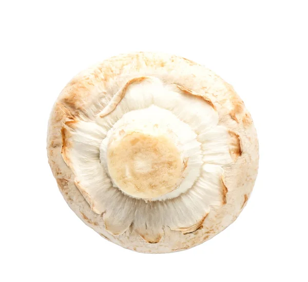 Fungo champignon fresco — Foto Stock