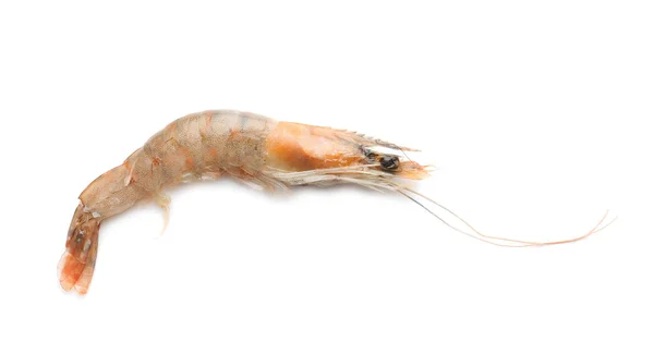 Fresh shrimp on white background — Stock Photo, Image