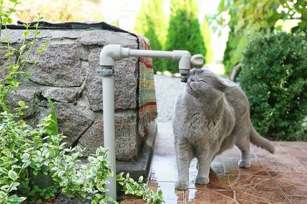 Funny cat drinking water — Stock Photo, Image