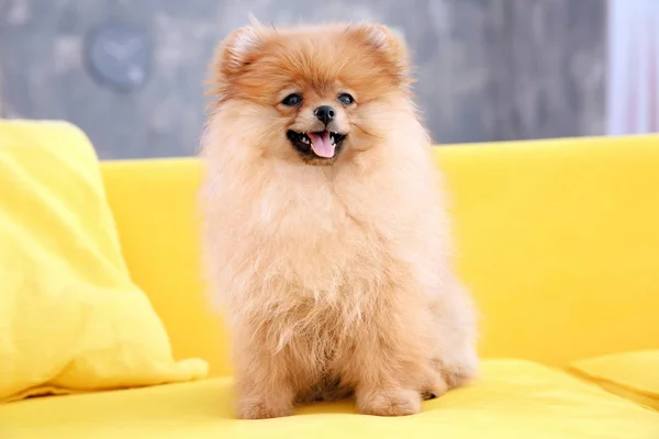Чарівний маленький собака на дивані вдома — стокове фото