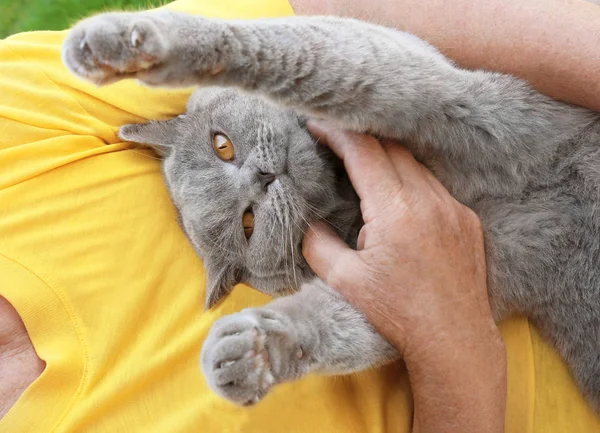 Owner holding funny cat — Stock Photo, Image