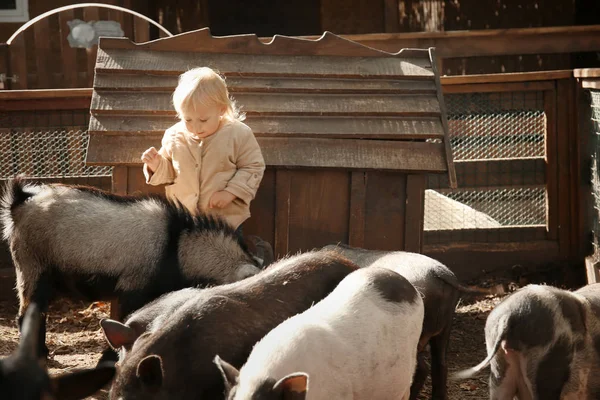 Ładna Dziewczynka Ogląda Zwierzęta Mini Zoo — Zdjęcie stockowe