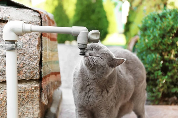 Srandovní kočka pitné vody — Stock fotografie