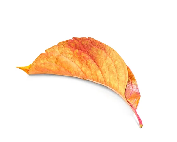 Folha de outono brilhante — Fotografia de Stock