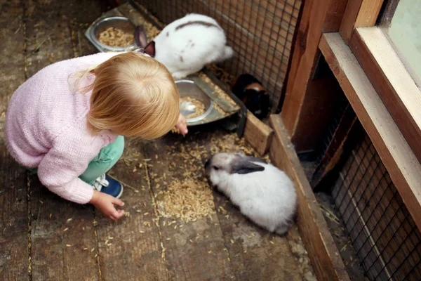 Linda Niña Alimentando Conejos Divertidos Zoológico Mascotas — Foto de Stock