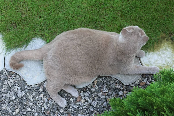 Lustige übergewichtige Katze — Stockfoto