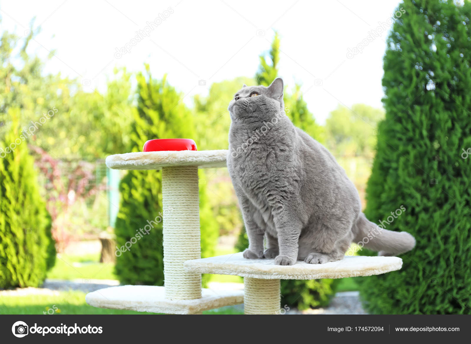 Funny Overweight Cat Stock Photo C Belchonock 174572094