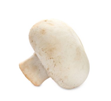 taze champignon mantar 