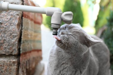 Komik kedi içme suyu 