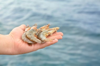 Adam tutarak taze karides