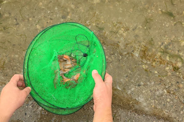 Mann hält Fischernetz mit frischen Garnelen — Stockfoto