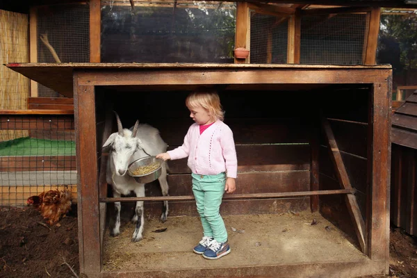 Cute Little Girl Feeding Funny Goat Petting Zoo — Stock Photo, Image