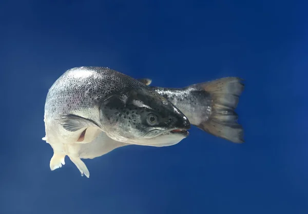 Salmão nadando na água — Fotografia de Stock