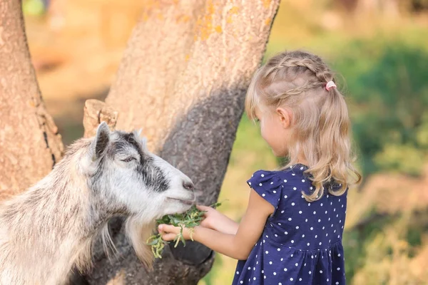 Little girl feeding goat — Stock Photo, Image