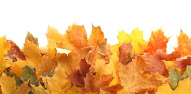 Beyaz arkaplanda güzel sonbahar yaprakları